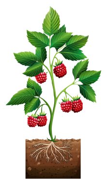 Toprağa dikim Rasberry