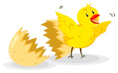 Küçük civciv yumurta dışarı geliyor