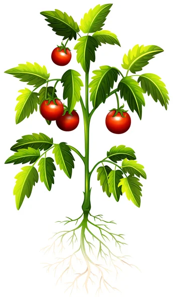 Tomate fresco en el árbol — Vector de stock