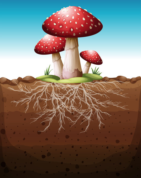 Red mushroom growing from the ground