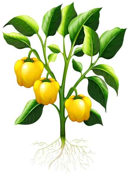 Capsicum amarelo no ramo —  Vetores de Stock