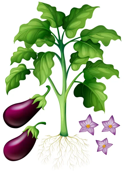 Eggplants with flower and roots — Stock Vector