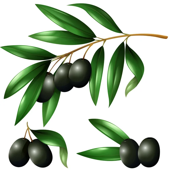 Schwarze Oliven auf dem Zweig — Stockvektor