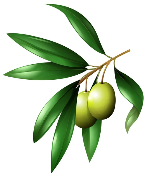 Olivenzweig mit Blättern — Stockvektor