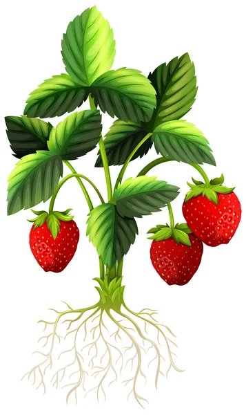 Fresas frescas en la planta — Archivo Imágenes Vectoriales