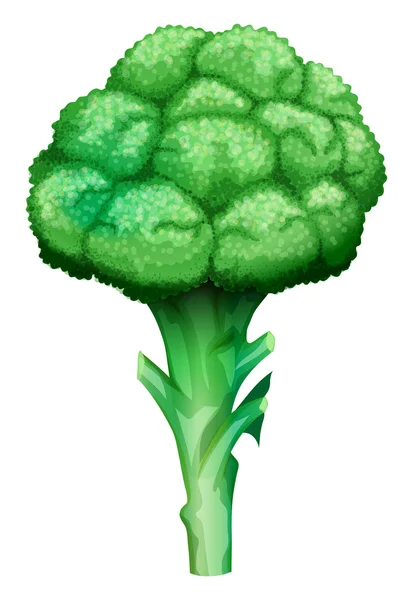 Fresh broccoli with stem — Stock Vector