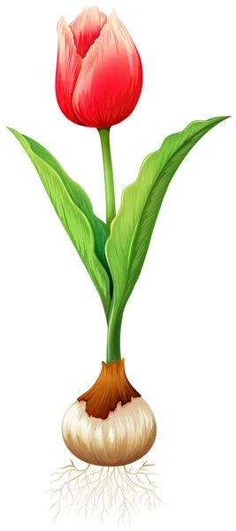 Tulipano rosso con radici — Vettoriale Stock