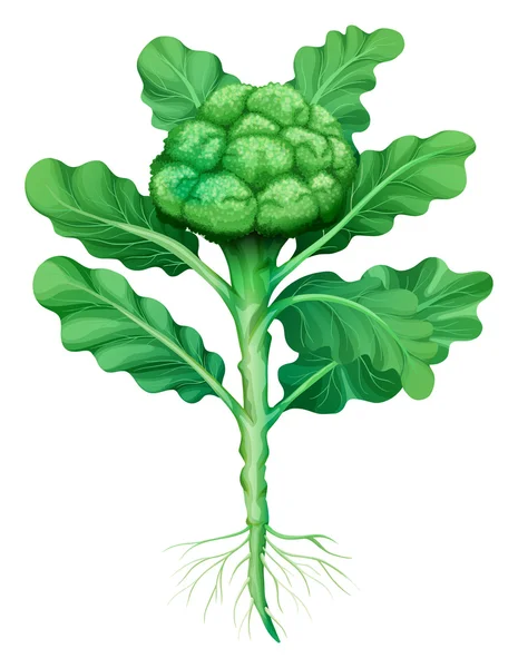Brócoli con hojas y raíces — Vector de stock