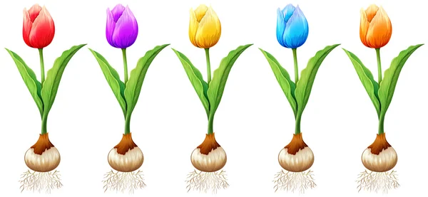 Diferente color de tulipanes — Vector de stock