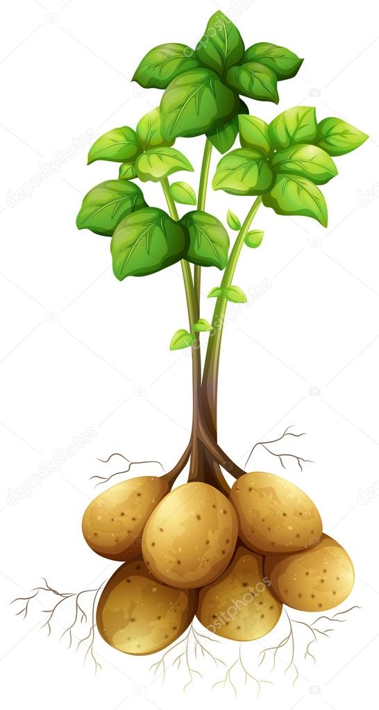 Potatoes with the stem and leaves