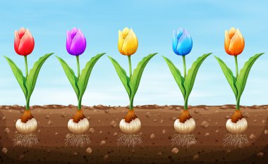 Different color tulip on the ground clipart