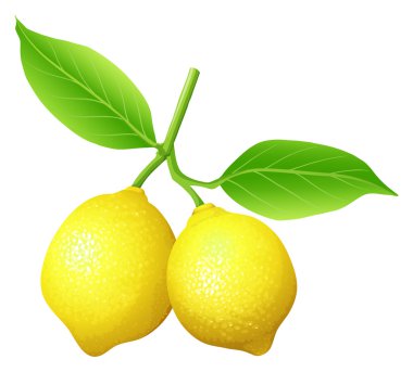 Taze limon dalı