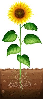 Ayçiçeği yeraltında kökleri ile