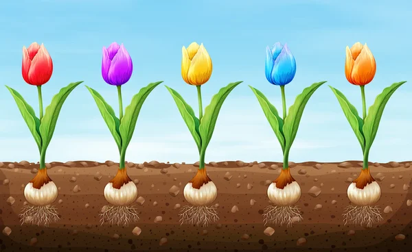 Tulipán de diferentes colores en el suelo — Vector de stock