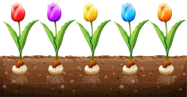 Tulipanes en diferentes colores — Archivo Imágenes Vectoriales