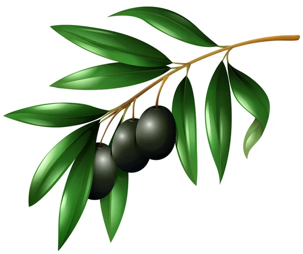 在树枝上的黑橄榄 — 图库矢量图片