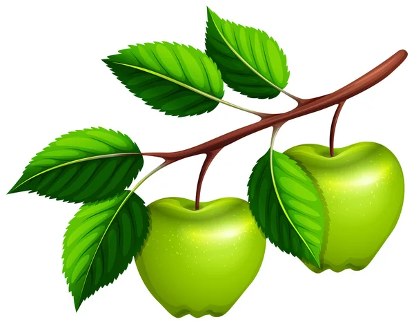 Zelená jablka na větvi — Stockový vektor