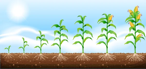 Corn growing from underground — Stock Vector