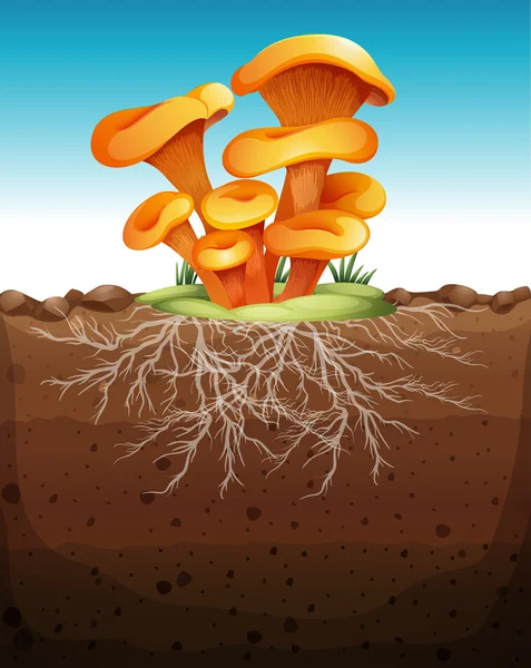 Mushroom in the ground — Stock Vector