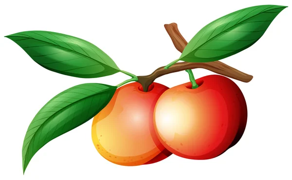 Nectarines sur la branche — Image vectorielle