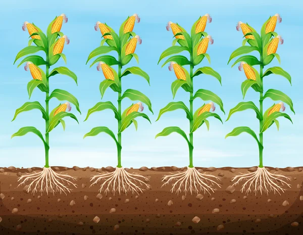 Corn planting on the ground — Stock Vector