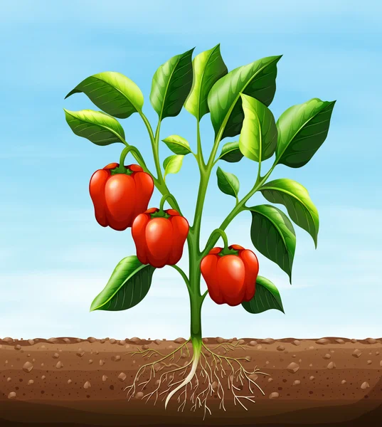 Capsicum rouge sur l'arbre — Image vectorielle