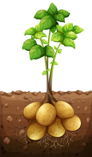Aardappelen plant onder de grond — Stockvector