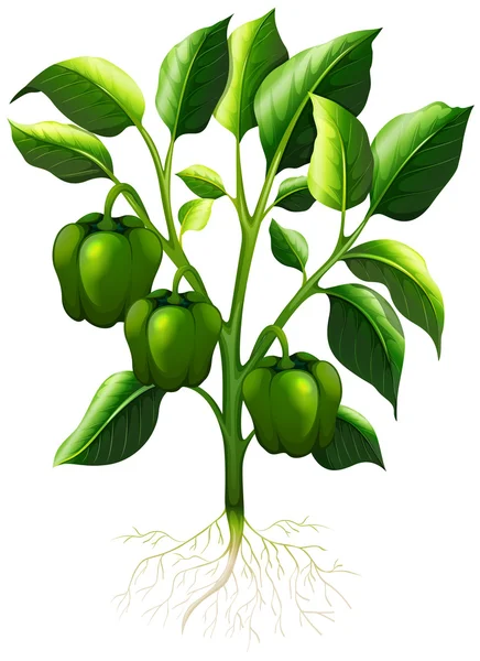 Capsicum verde con raíces — Vector de stock