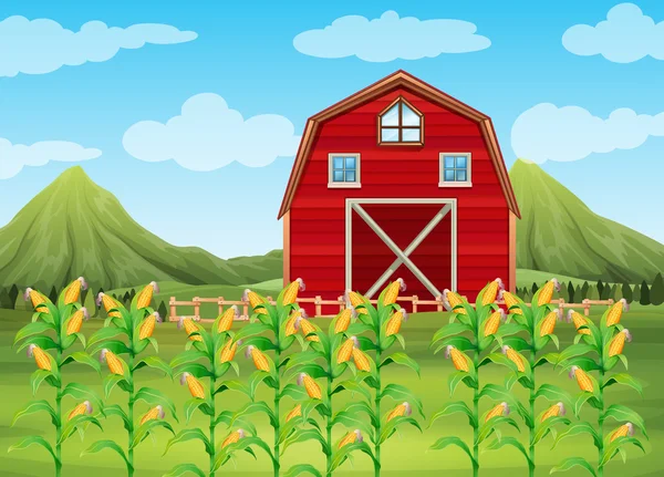 Pole kukuřice a červená stodola — Stockový vektor