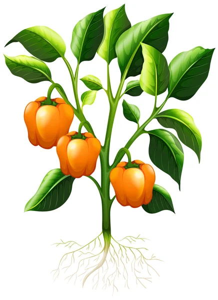 Orange paprika på grenen — Stock vektor