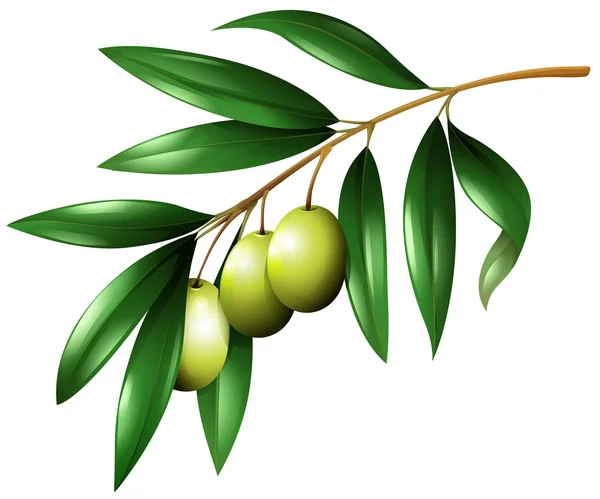 枝に緑のオリーブ — ストックベクタ