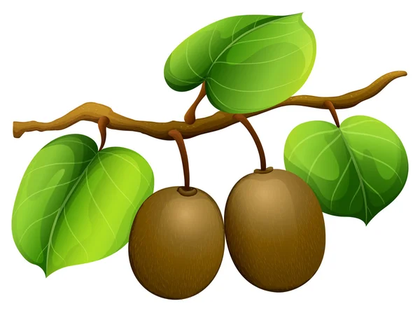 Kiwi fresco en la rama — Vector de stock