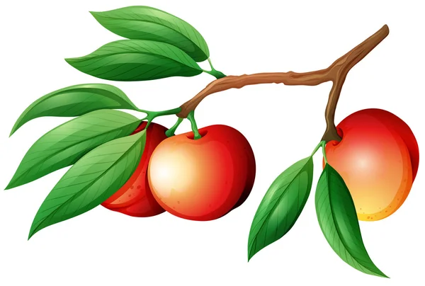 在树枝上的鲜桃 — 图库矢量图片