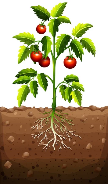 Tomates en el árbol — Vector de stock