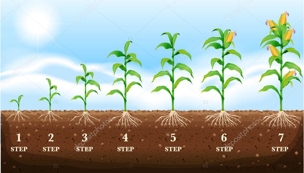 Growing corn on the ground
