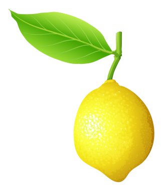 Kök ve yaprak taze limon