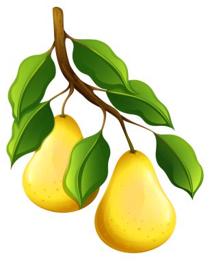 Fresh pears on branch clipart
