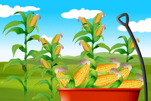 Campo de maíz y maíz en carreta — Vector de stock