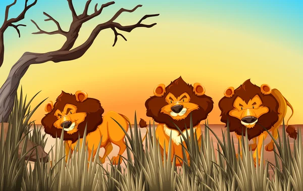 Três leões na terra — Vetor de Stock