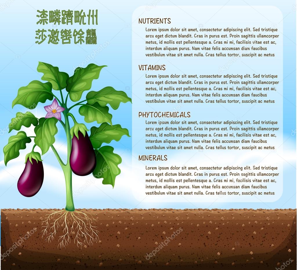 Eggplants on farmland with text