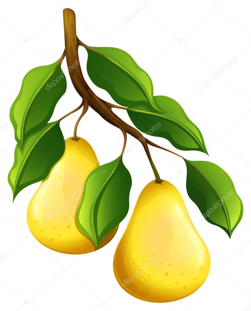 Fresh pears on branch