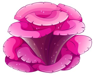 Beyaz üzerine pembe mercan