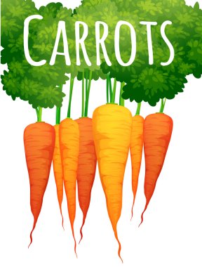 Metin tasarımı ile taze havuç