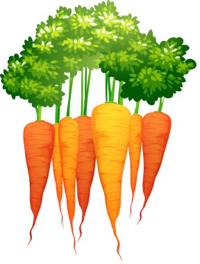 taze havuç yaprakları ile