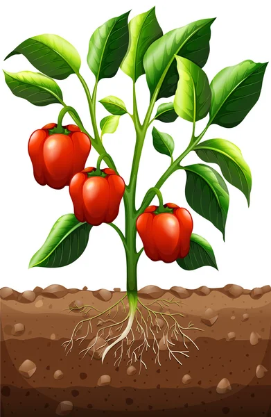 Planta de Capsicum en la granja — Vector de stock