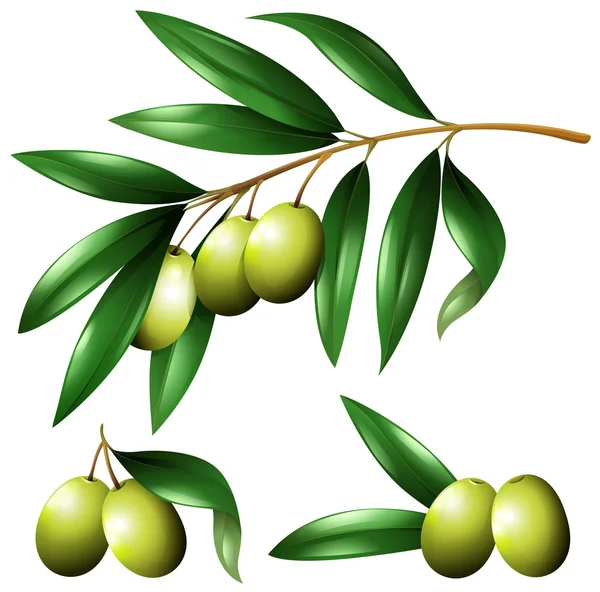 Olives vertes sur la branche — Image vectorielle