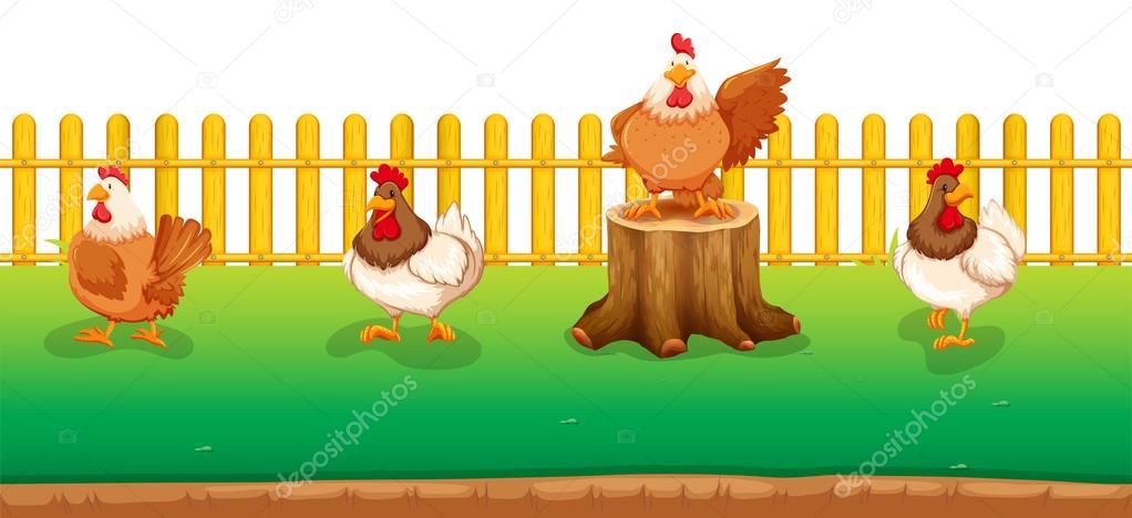 Four chickens standing in the field