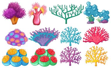 Different type of coral reef clipart