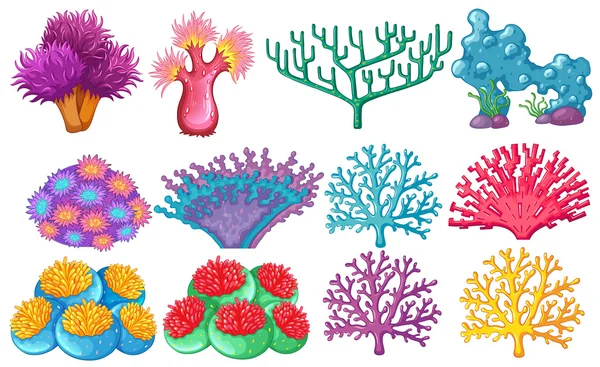Different type of coral reef — Stock Vector