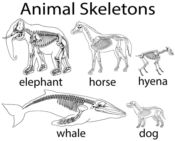 Skeletten van verschillende wilde dieren — Stockvector